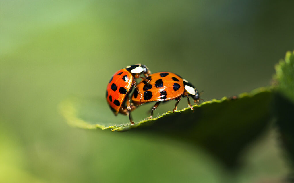 Beneficial Insects in Hydroponics