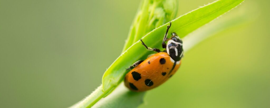 Beneficial Insects in Hydroponics