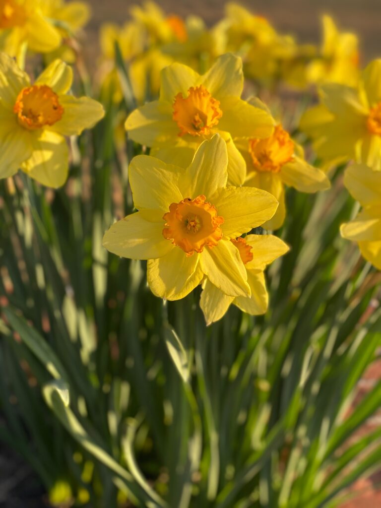 Poisonous Flowers List (With Pictures): Beautiful But Deadly 6 Daffodils