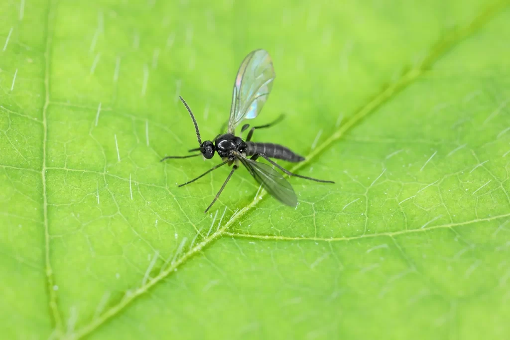 Monitoring Pests in Hydroponics