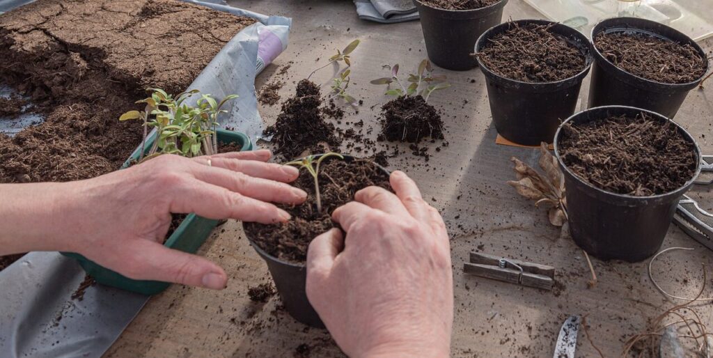 Growing Medium and Containers