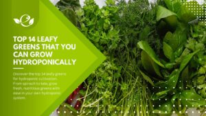 best leafy greens for hydroponics