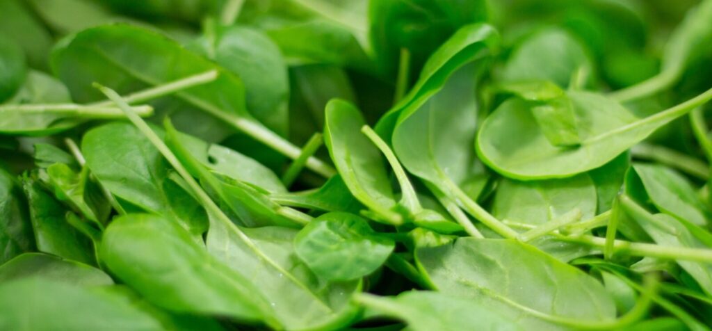 Best Leafy Greens for Hydroponics