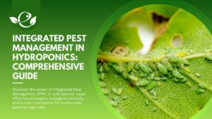 Integrated Pest Management in Hydroponics