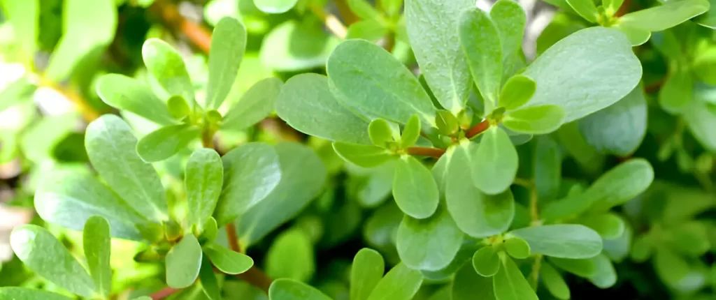 Purslane Plant 2 e1748145878323