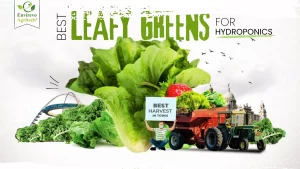 The Best Leafy Greens for Hydroponics- 2025 Updated