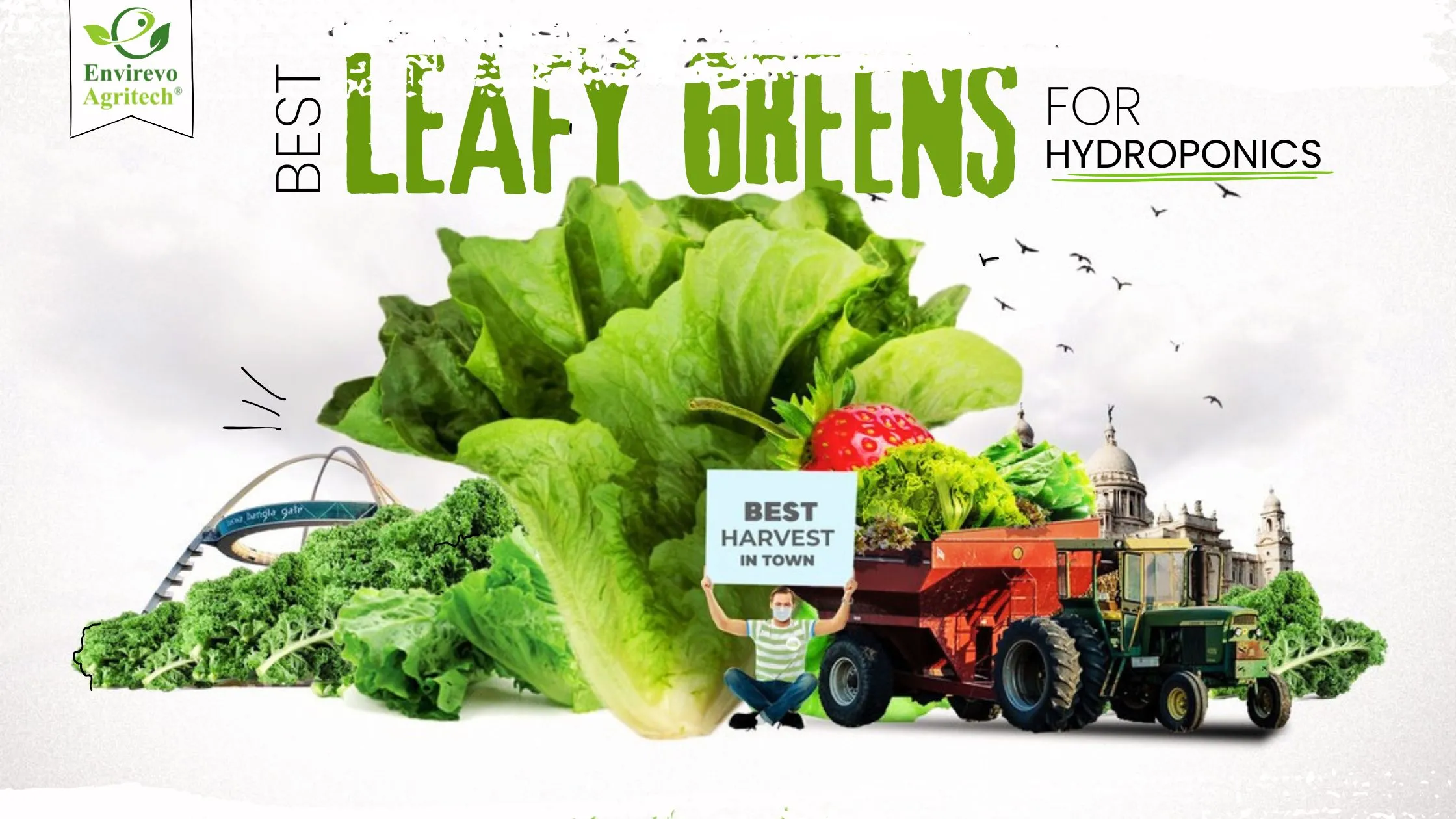 The Best Leafy Greens for Hydroponics- 2025 Updated