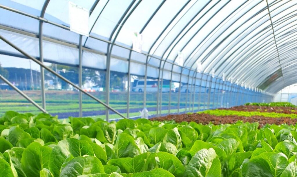 Traditional Glass Greenhouses