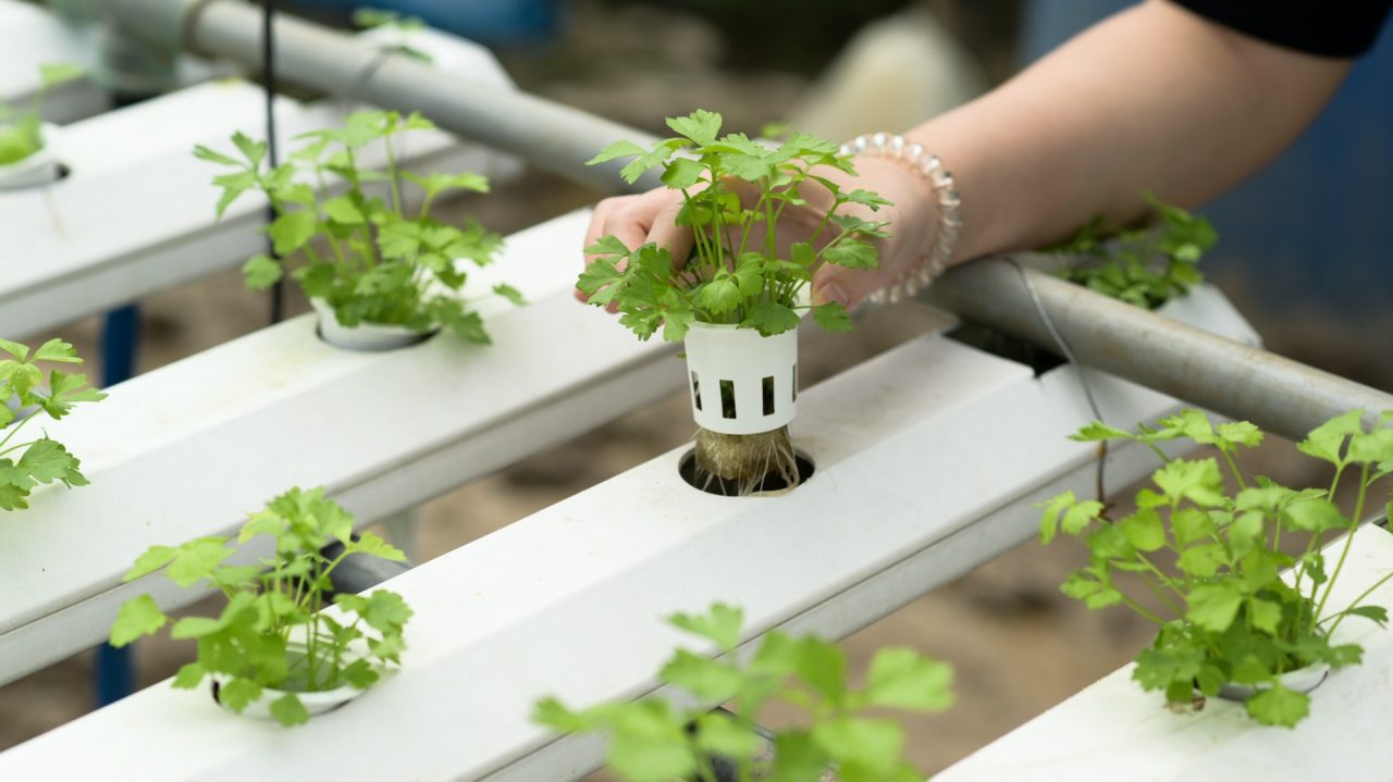 a young woman farmer is growing hydroponics vegetables in a greenhouse