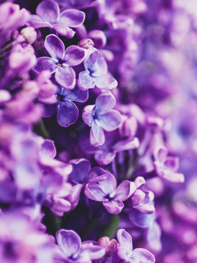 purple-lilac