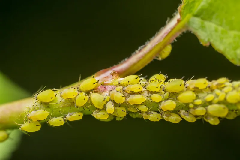 Monitoring Pests in Hydroponics