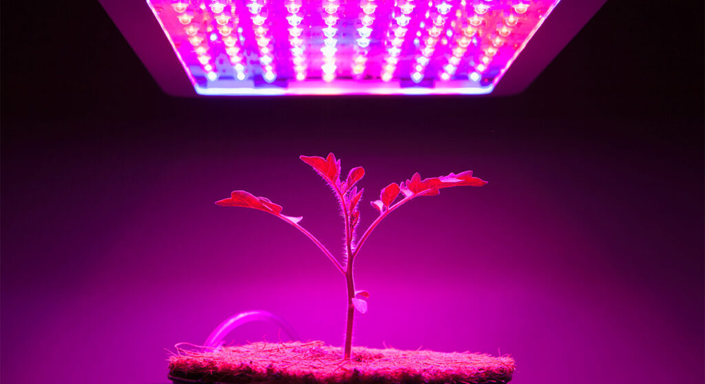 hydroponic grow light