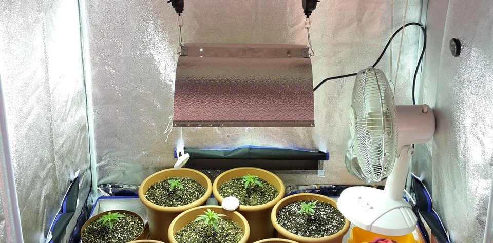 grow tent