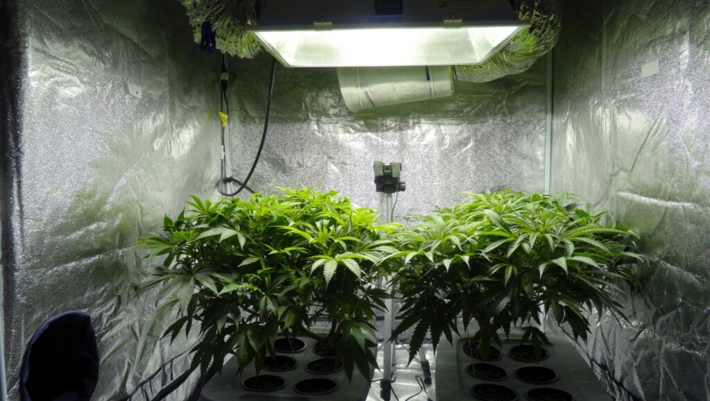 grow tent