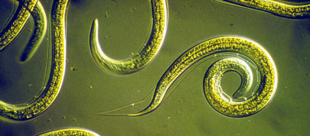 nematode