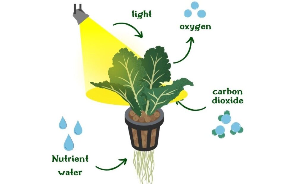 photosynthesis