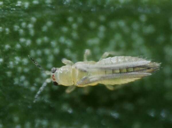 Monitoring Pests in Hydroponics