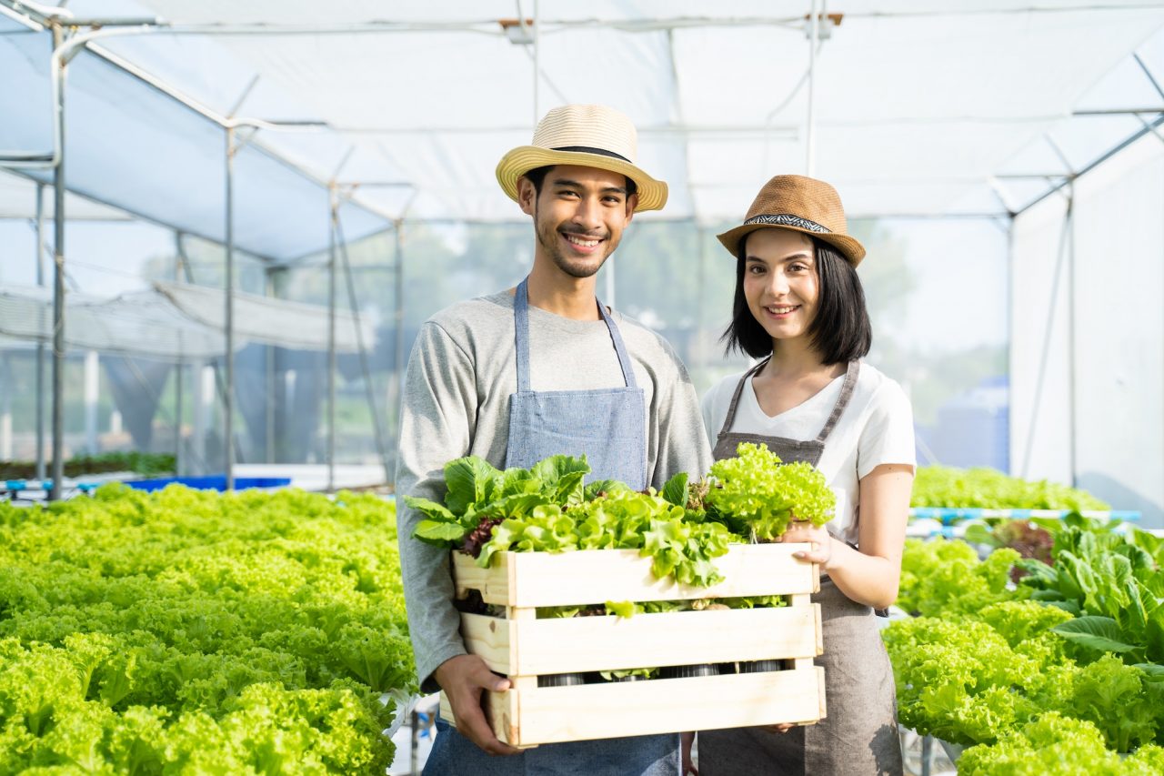 two young asian couple farmers working in vegetables hydroponic farm with happiness