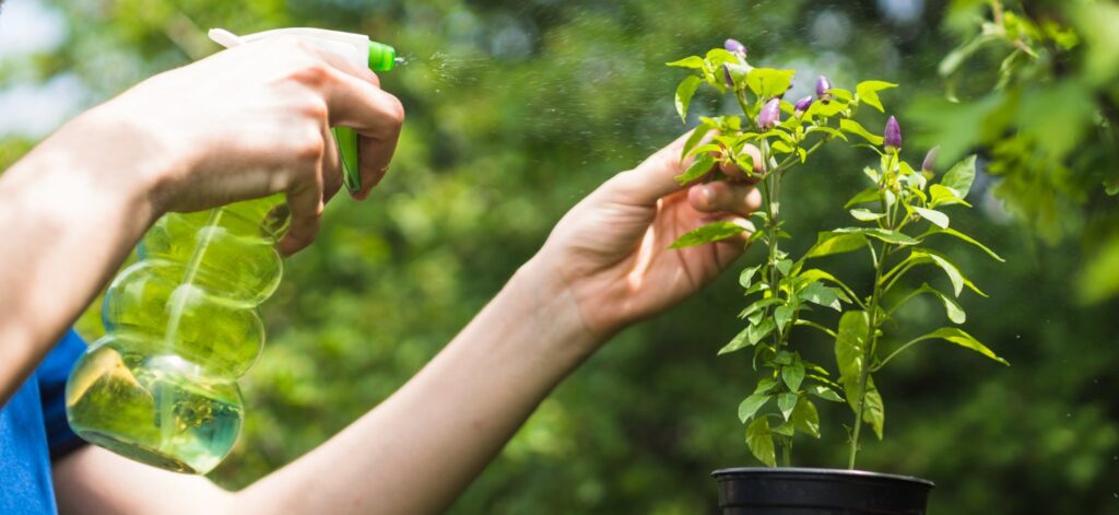 Foliar Feeding