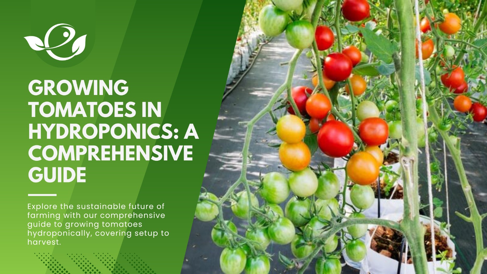 Growing Tomatoes in Hydroponics: A Comprehensive Guide - Envirevo Agritech