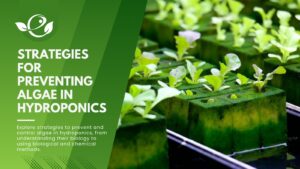 Strategies for Preventing Algae in Hydroponics