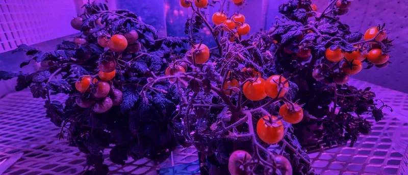 Tomato plants under grow lights