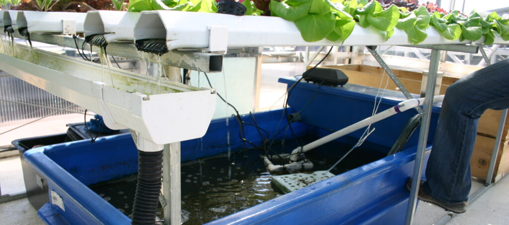 hydroponic system with RO water