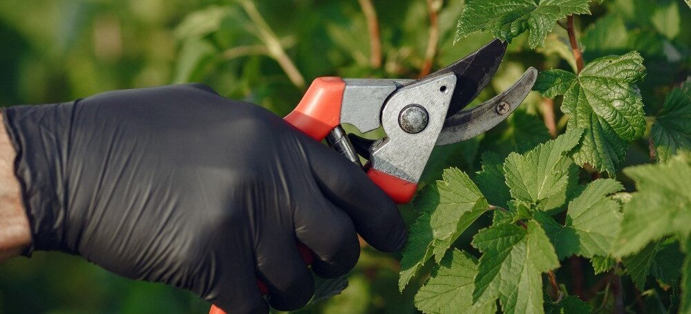 pruning strategies for tomatoes