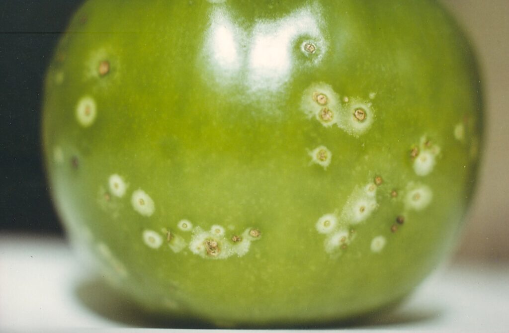 tomato diseases and pests