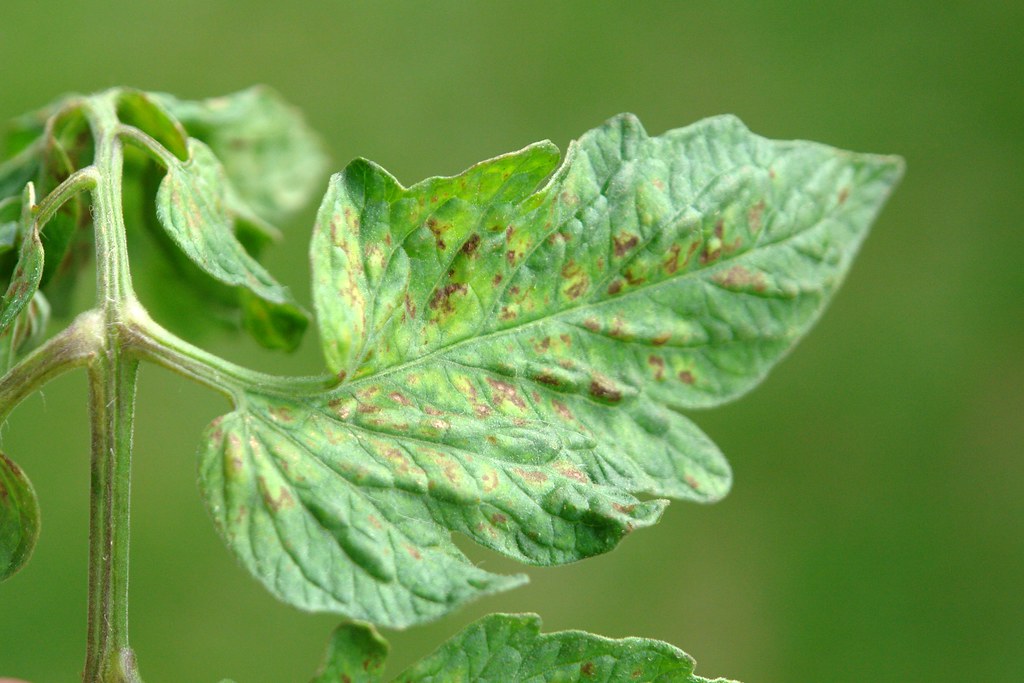 tomato diseases and pests