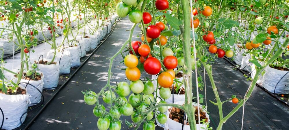 tomatoes in hydroponic