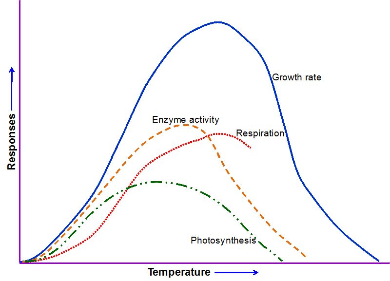 water temperature affects plant metabolism