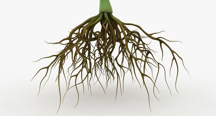 Hydroponic Root Health