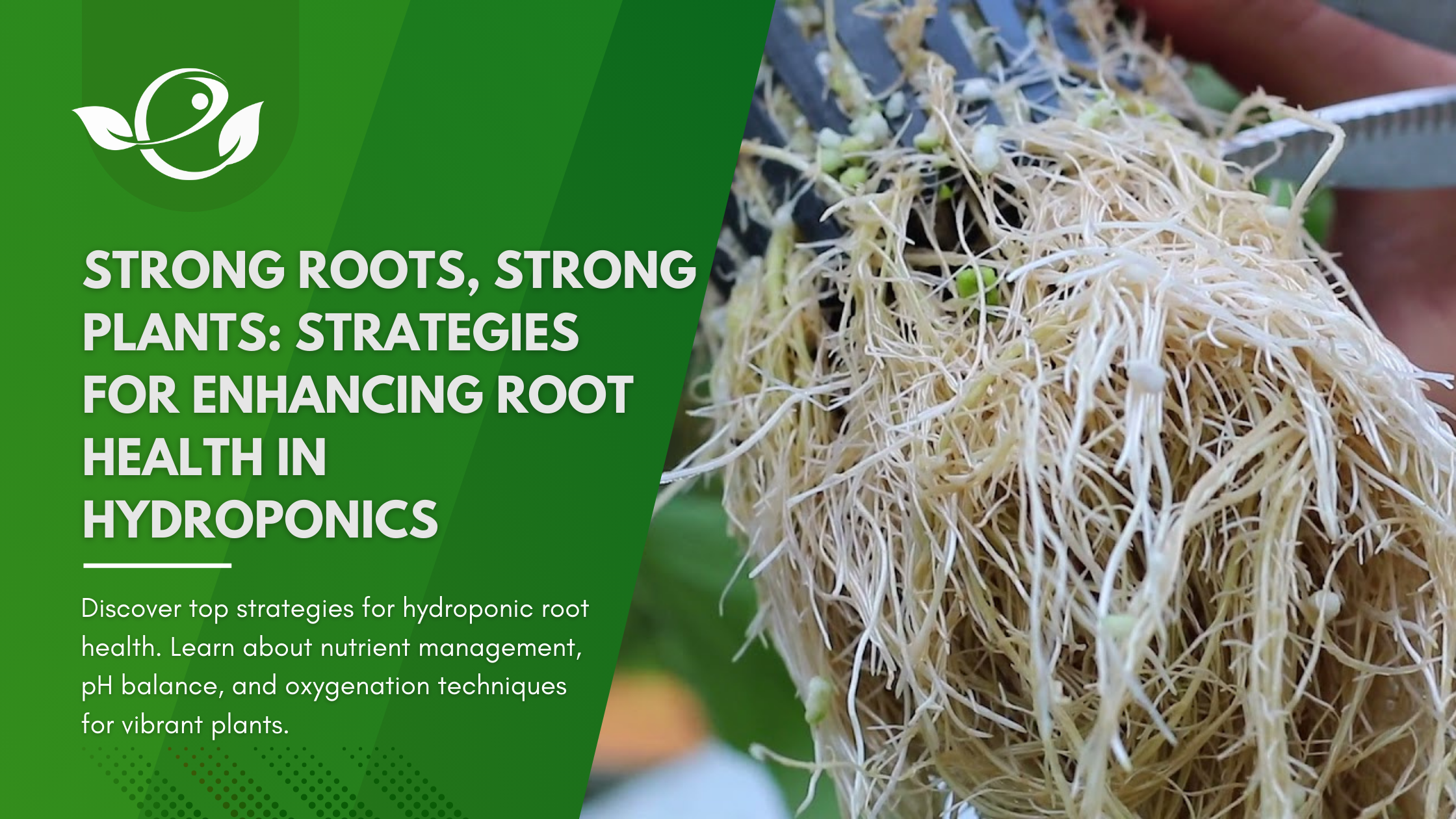Read more about the article Strong Roots, Strong Plants: Strategies for Enhancing Root Health in Hydroponics