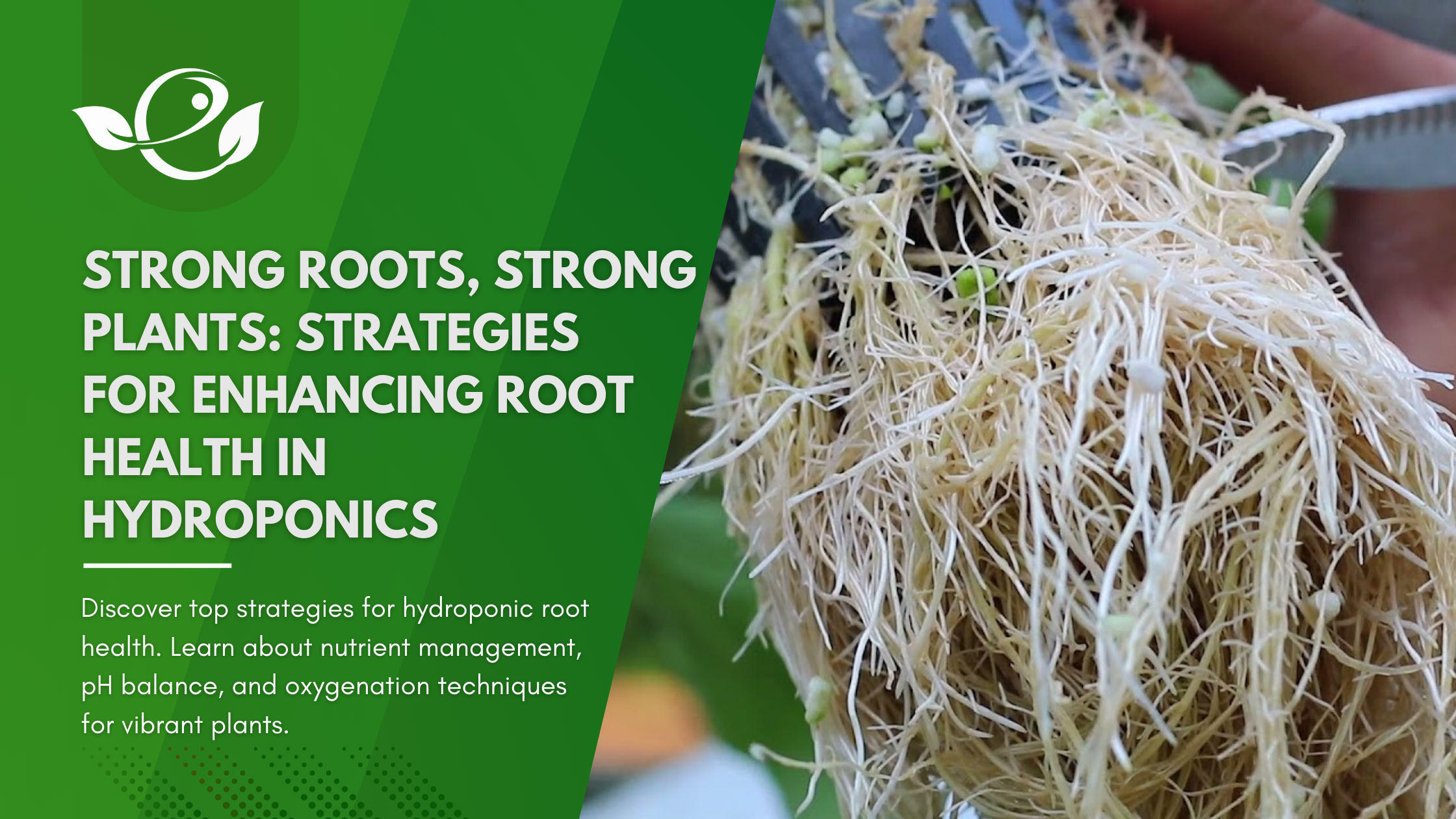 Root Health