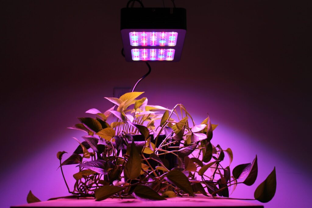 best led grow light scaled.jpg.optimal