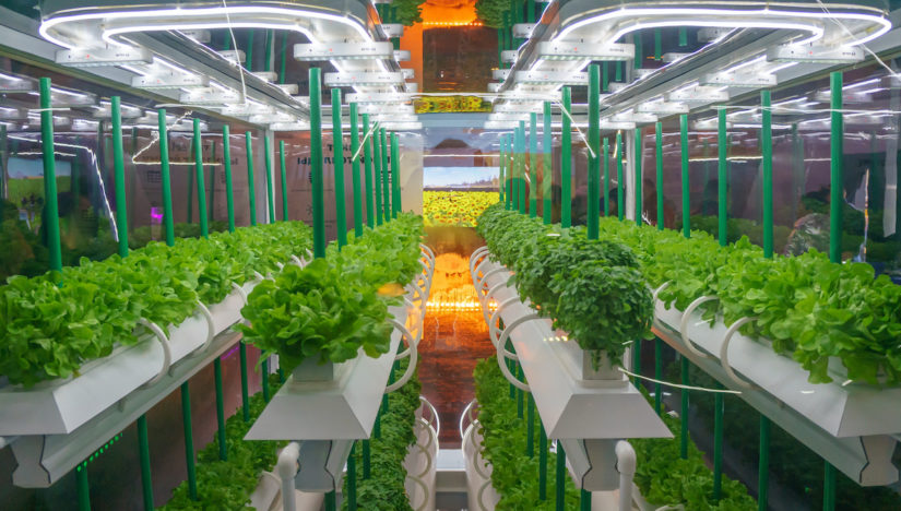 Organic hydroponics
