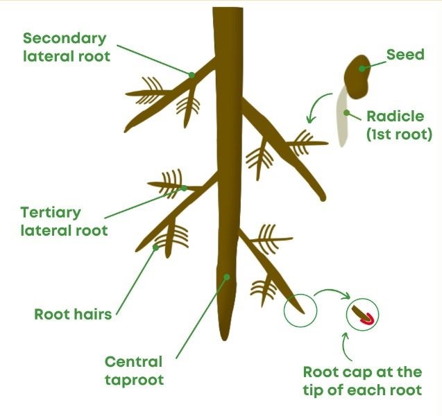 Root Health