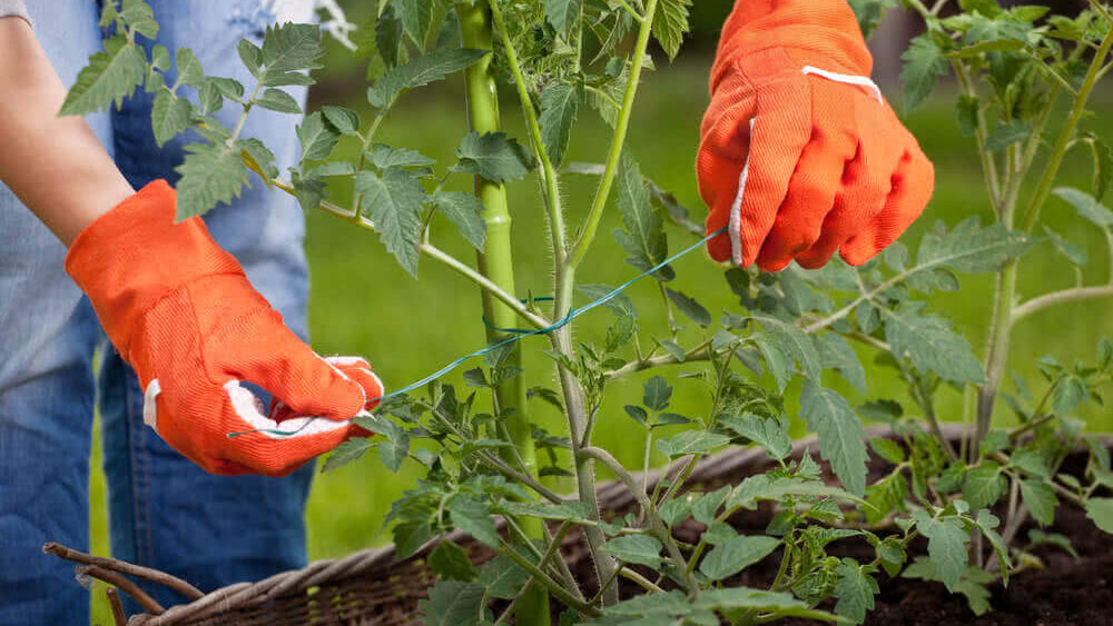 Prune and Train: Techniques for Maximizing Plant Growth in Hydroponics