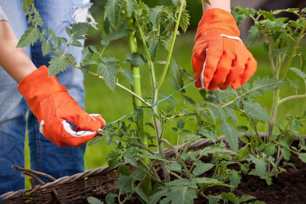 Prune and Train: Techniques for Maximizing Plant Growth in Hydroponics