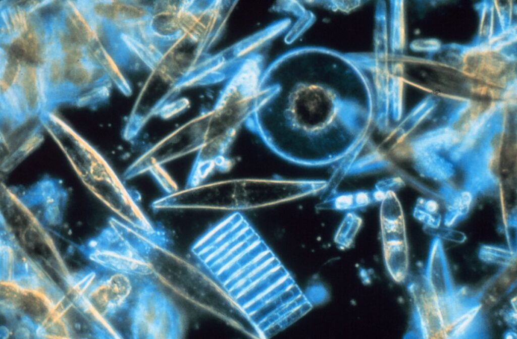 1200px Diatoms through the microscope