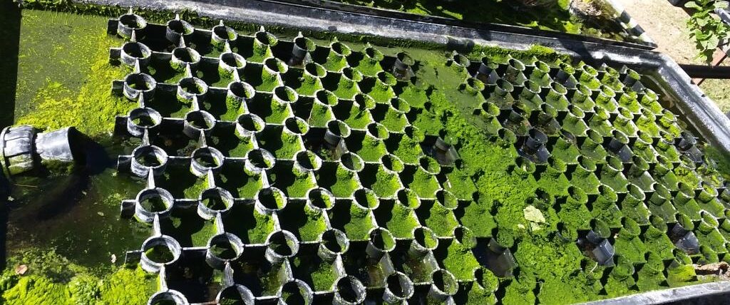 algae growth in hydroponic systems
