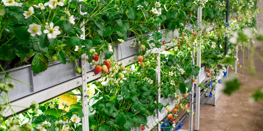 hydroponic gardening