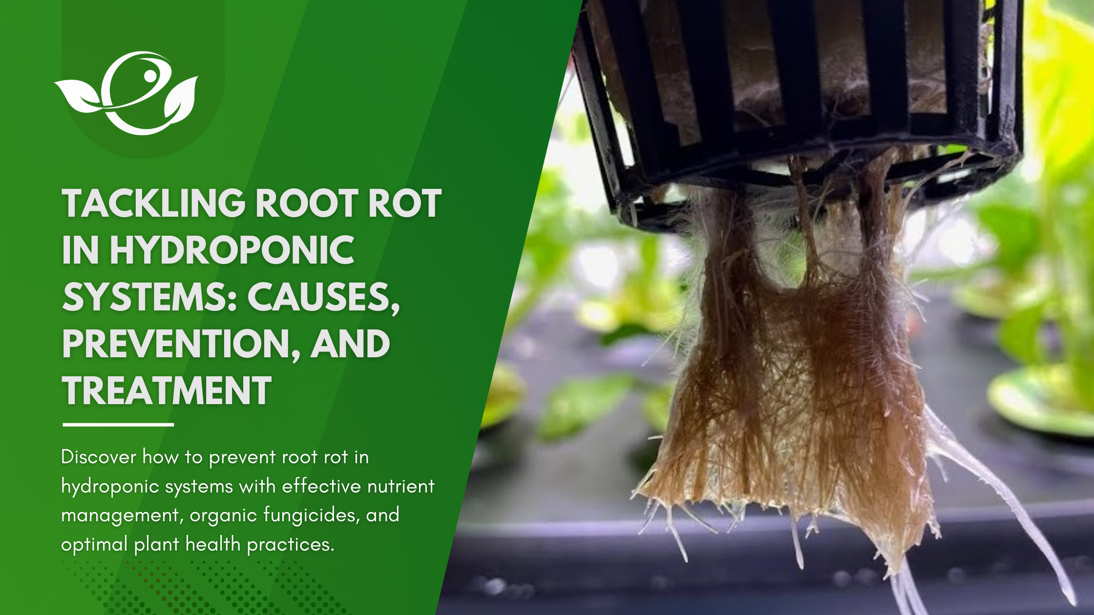 root rot in hydroponic systems