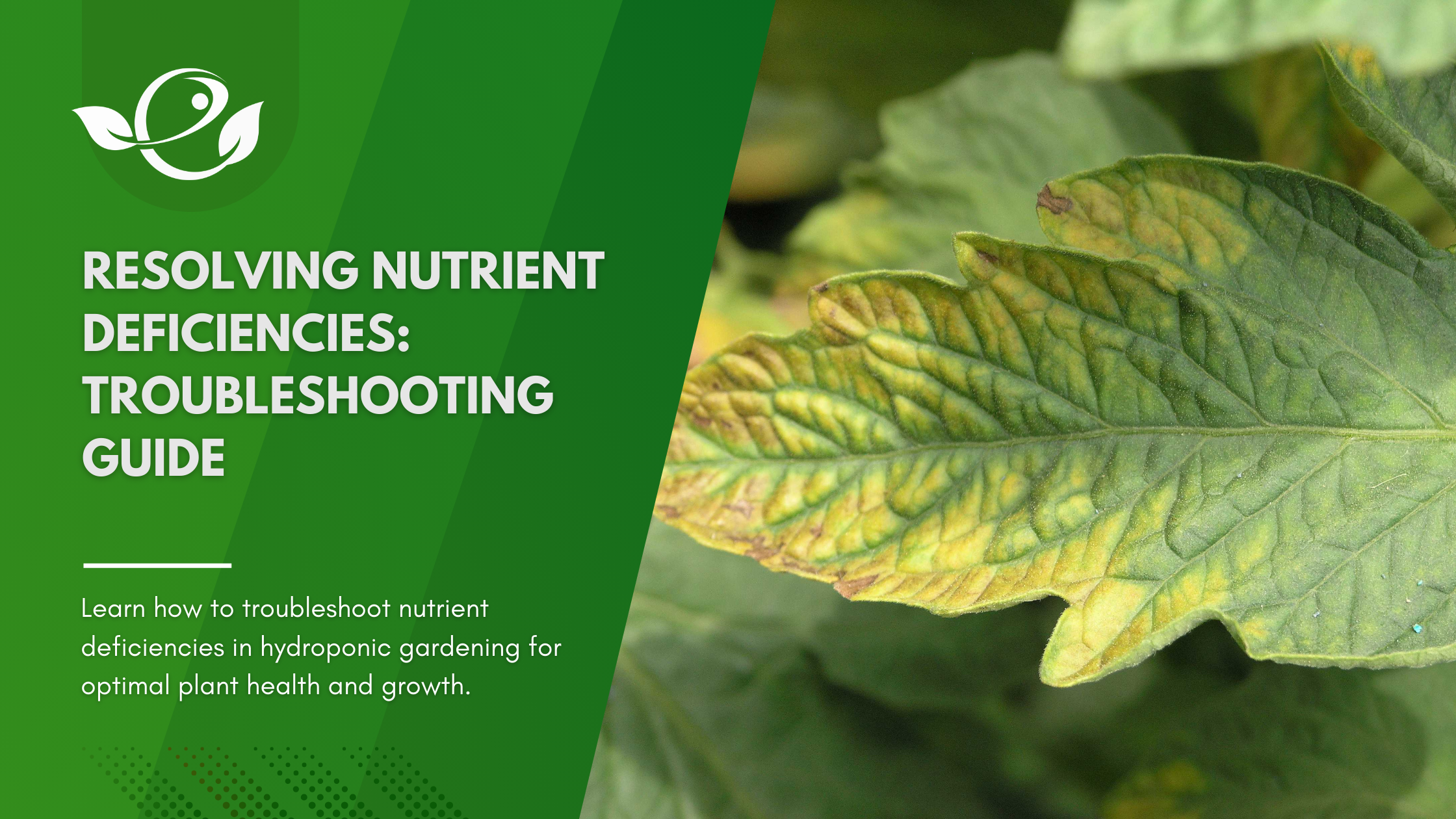 Read more about the article Resolving Nutrient Deficiencies: Troubleshooting Guide for Hydroponic Gardeners