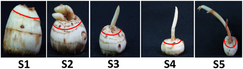 Germination-and-Root-Development-of-saffron