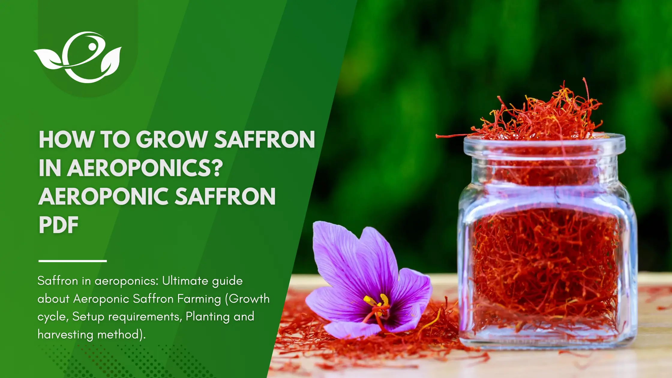 How to Grow Saffron in Aeroponics