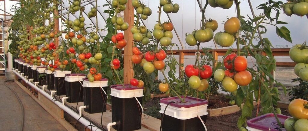 Hydroponic-cherry-Tomato