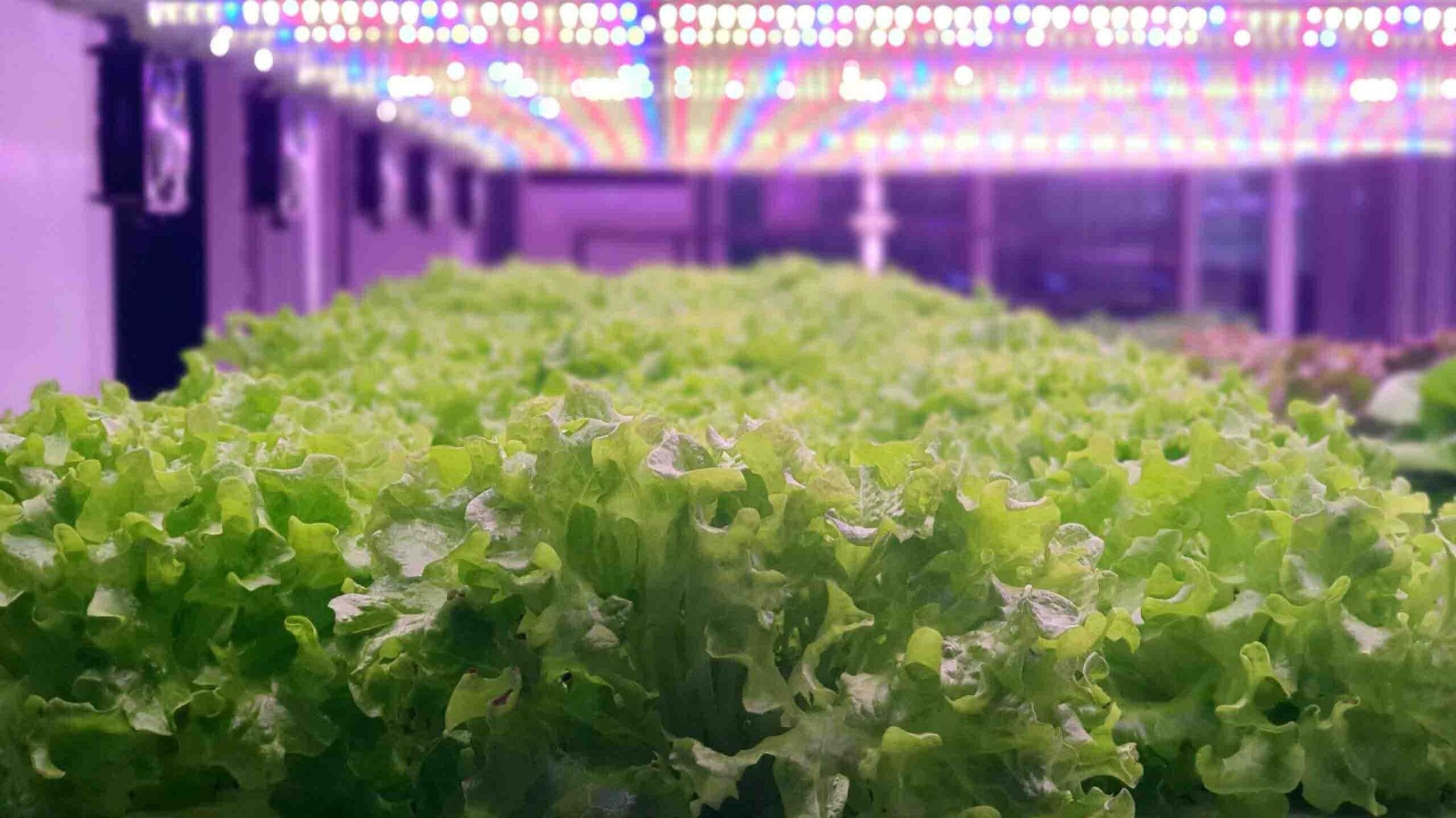 How to grow lettuce in Hydroponics: The Complete Guide