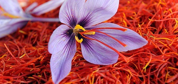 Saffron-Farming